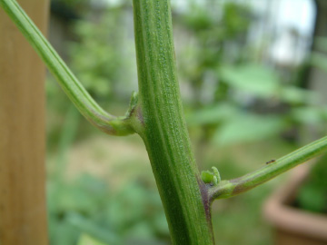 ピーマンのわき芽かき後