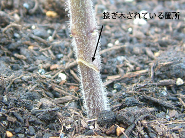 接ぎ木苗
