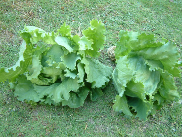 プランター栽培で収穫したレタス