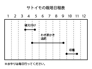 サトイモの栽培日程表