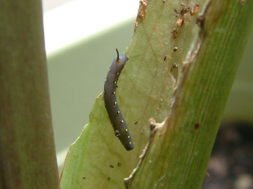 サトイモの葉を食べているセスジスズメの幼虫