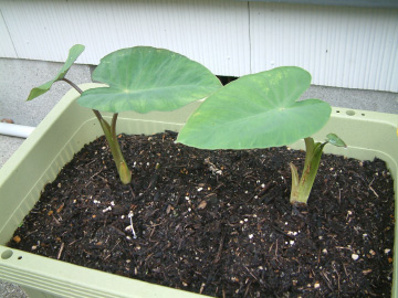 サトイモの生長初期