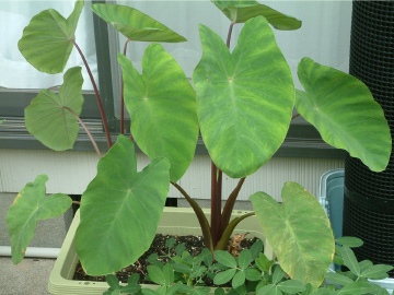 生長したサトイモの苗