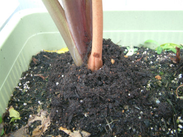 サトイモの増し土