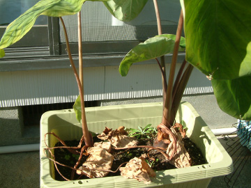 収穫適期のサトイモ