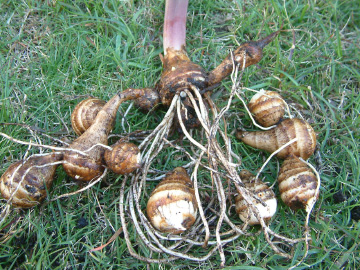 親いもと子いもを分離したサトイモ（唐の芋）