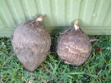 サトイモ（芽出しした種いも）