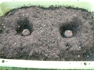 サトイモの種いもの植え付け