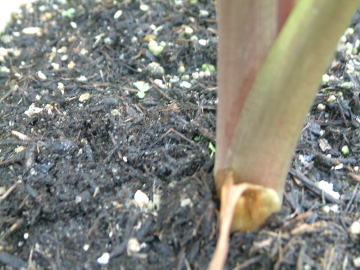 サトイモのわき芽を埋める