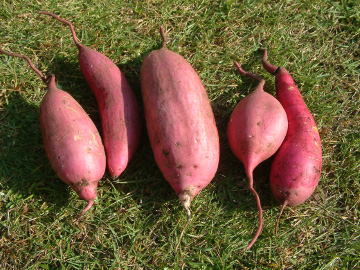 プランター栽培で収穫したサツマイモ(金時)