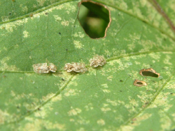 サツマイモの葉の汁を吸っているアワダチソウグンバイ