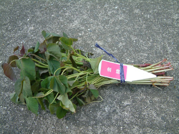 サツマイモの苗(金時)