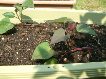 サツマイモの生長初期