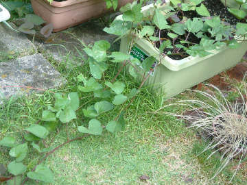 サツマイモのつる