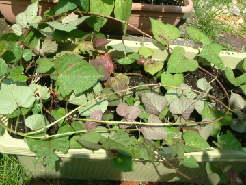 つる返ししたサツマイモのつる