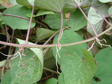 節から根が伸びたサツマイモのつる