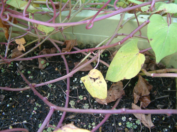 葉っぱが枯れたので収穫適期を迎えたサツマイモ