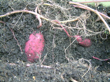 サツマイモの収穫