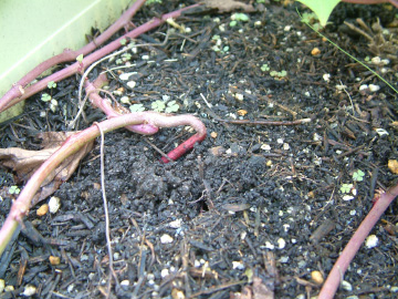 サツマイモのつるのつけ根