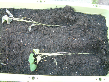 サツマイモの苗(芋つる)の植え付け