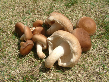 菌床から収穫したシイタケ