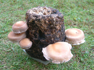 3回目のシイタケの収穫の様子