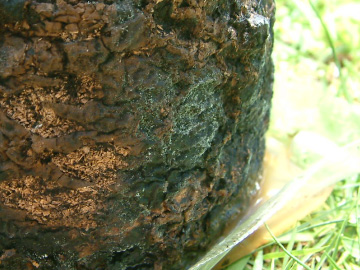 青カビが生えた菌床ブロック