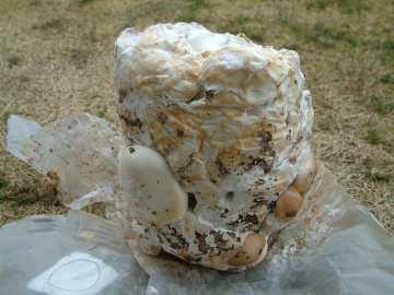 すでにシイタケが生えていた菌床ブロック