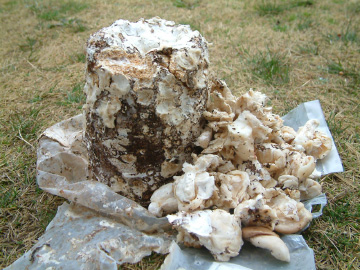 シイタケを取り除いた菌床ブロック