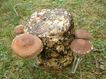 2回目のシイタケの収穫の様子