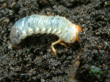 コガネムシの幼虫