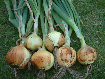 プランター栽培で収穫したタマネギ