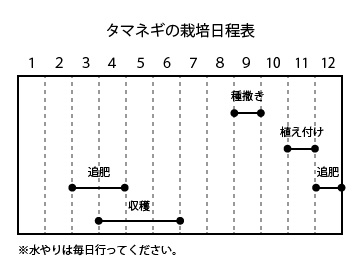 タマネギの栽培日程表