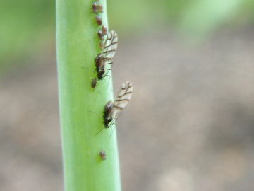 タマネギに寄生したネギアブラムシ
