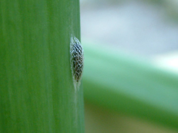 タマネギの葉を食べるネギコガ