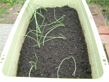 タマネギの苗の植え付け