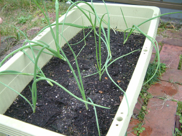 タマネギの苗の植え付けから1カ月経過