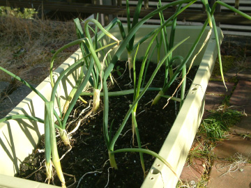 冬を越したタマネギ