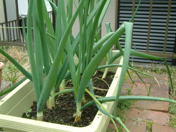 4月のタマネギの生育状況