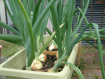 5月のタマネギの生育状況