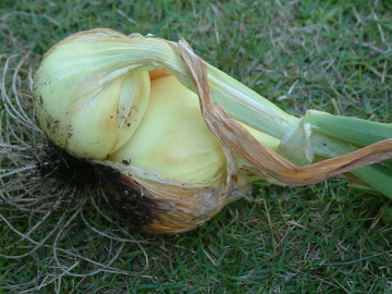 分球したタマネギ
