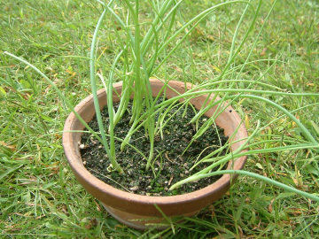 タマネギの苗