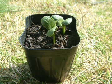 エダマメの種の発芽