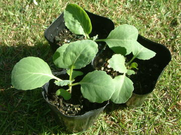 ビニールポットで育苗