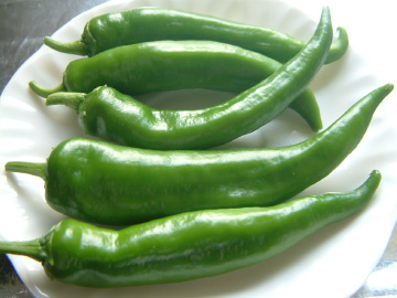 プランター栽培で収穫した甘トウガラシ（万願寺）