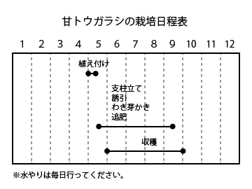 甘トウガラシの栽培日程表
