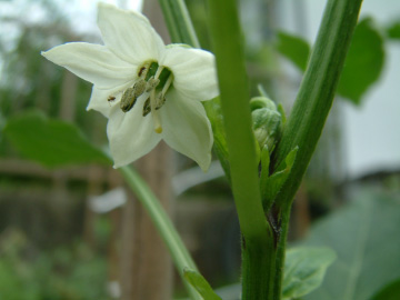 甘トウガラシの花