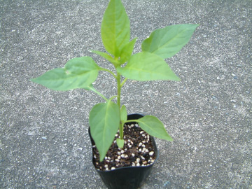 甘トウガラシの苗
