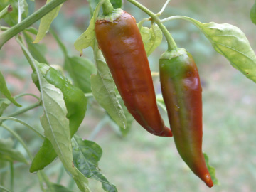 赤く熟した甘トウガラシ