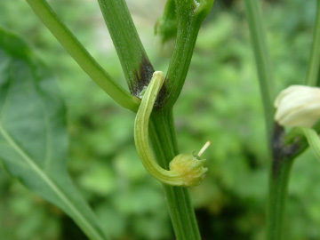 花が咲いた後にすぐ実が枯れる甘トウガラシ